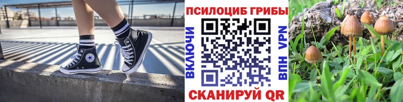 Псилоцибиновые грибы Psilocybe  Кодинск 